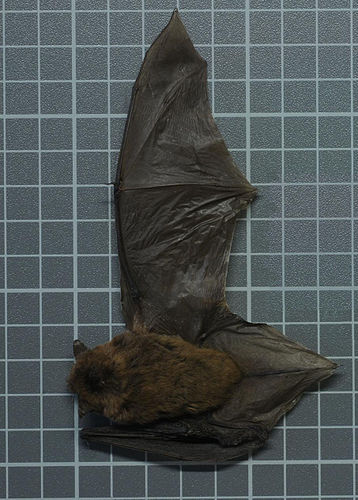 Banana pipistrelle